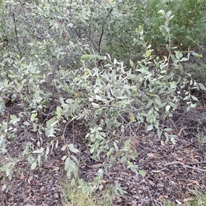 Santalum lanceolatum at Petermann, NT - 15 Apr 2025 07:02 AM