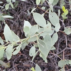 Santalum lanceolatum at Petermann, NT - 15 Apr 2025 07:02 AM