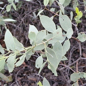 Santalum lanceolatum at Petermann, NT - 15 Apr 2025 07:02 AM