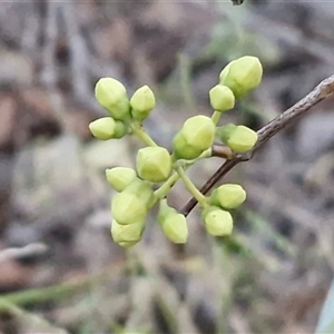 Santalum lanceolatum at Petermann, NT - 15 Apr 2025 07:02 AM