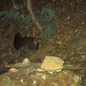 Alectura lathami at Lower Portland, NSW - 12 Apr 2025 06:33 PM