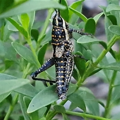 Monistria sp. (genus) (Grasshopper) at Petermann, NT - 15 Apr 2025 by trevorpreston