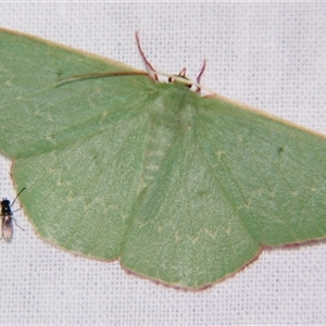 Prasinocyma sp. (1) (MoV, Part 4)(genus) at Bolivia, NSW - suppressed