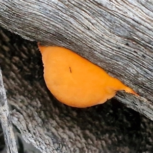 Trametes coccinea at Petermann, NT - 15 Apr 2025 07:00 AM
