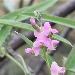 Glycine canescens at Petermann, NT - 15 Apr 2025 06:59 AM
