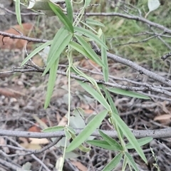 Glycine canescens at Petermann, NT - 15 Apr 2025 06:59 AM