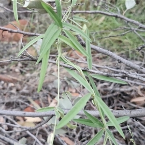 Glycine canescens at Petermann, NT - 15 Apr 2025 06:59 AM