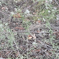 Glycine canescens at Petermann, NT - 15 Apr 2025 06:59 AM