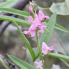 Glycine canescens at Petermann, NT - 15 Apr 2025 06:59 AM