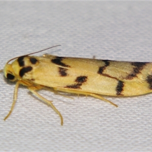 Tigrioides alterna at Bolivia, NSW - suppressed