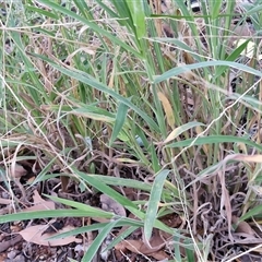 Digitaria (Genus) at Petermann, NT - 15 Apr 2025 06:59 AM