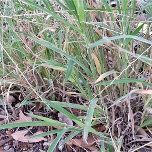 Digitaria (Genus) at Petermann, NT - 15 Apr 2025 06:59 AM