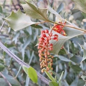 Grevillea wickhamii at Petermann, NT - 15 Apr 2025 06:57 AM
