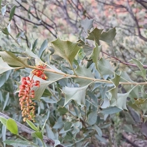 Grevillea wickhamii at Petermann, NT - 15 Apr 2025 06:57 AM