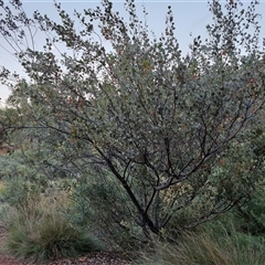 Grevillea wickhamii at Petermann, NT - 15 Apr 2025 06:57 AM