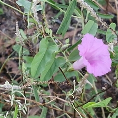 Ipomoea muelleri at Petermann, NT - 15 Apr 2025 06:55 AM