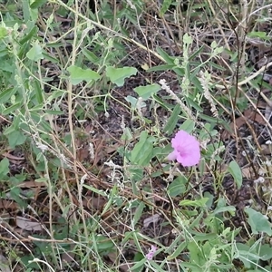Ipomoea muelleri at Petermann, NT - 15 Apr 2025 06:55 AM