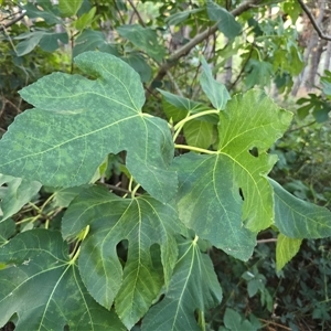 Ficus carica at Isaacs, ACT - 15 Apr 2025 04:45 PM
