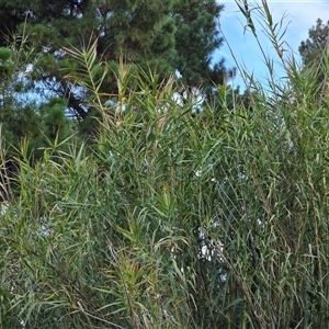 Arundo donax at Isaacs, ACT - 15 Apr 2025 04:43 PM