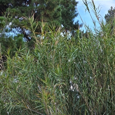 Arundo donax (Spanish Reed, Giant Reed) at Isaacs, ACT - 15 Apr 2025 by Mike