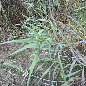 Arundo donax at Isaacs, ACT - 15 Apr 2025 04:43 PM
