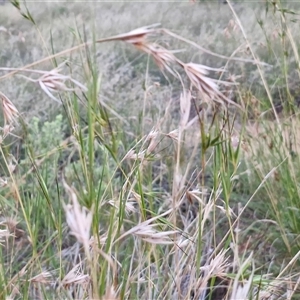 Themeda triandra at Petermann, NT - 15 Apr 2025 06:55 AM