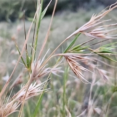 Themeda triandra at Petermann, NT - 15 Apr 2025 06:55 AM
