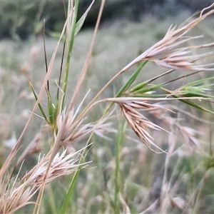 Themeda triandra at Petermann, NT - 15 Apr 2025 06:55 AM