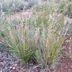 Themeda triandra at Petermann, NT - 15 Apr 2025 06:55 AM