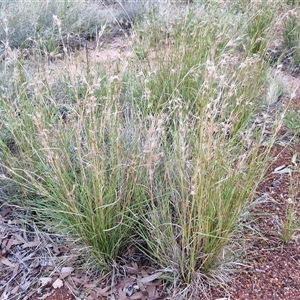 Themeda triandra at Petermann, NT - 15 Apr 2025 06:55 AM