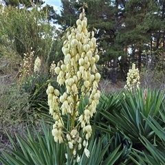 Yucca aloifolia (Spanish Bayonet) at Isaacs, ACT - 15 Apr 2025 by Mike