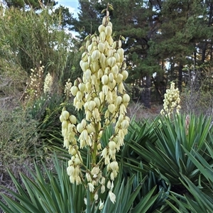 Yucca aloifolia at Isaacs, ACT - 15 Apr 2025 04:40 PM