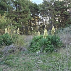 Yucca aloifolia at Isaacs, ACT - 15 Apr 2025 04:40 PM