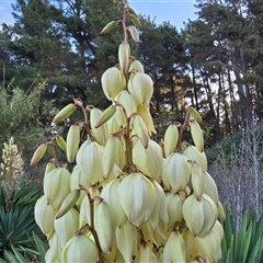 Yucca aloifolia at Isaacs, ACT - 15 Apr 2025 04:40 PM