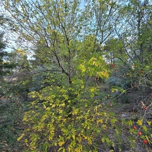 Acer negundo at Isaacs, ACT - 15 Apr 2025 04:35 PM