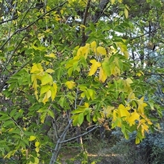 Acer negundo at Isaacs, ACT - 15 Apr 2025 04:35 PM