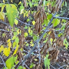 Acer negundo at Isaacs, ACT - 15 Apr 2025 04:35 PM
