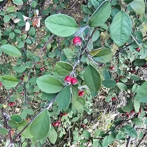 Cotoneaster pannosus at Isaacs, ACT - 15 Apr 2025 04:33 PM