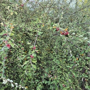 Cotoneaster pannosus at Isaacs, ACT - 15 Apr 2025 04:33 PM