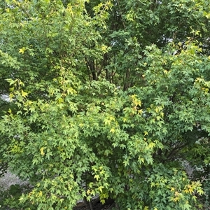 Acer sp. (genus) at Isaacs, ACT - Yesterday by Mike