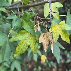 Acer buergerianum at Isaacs, ACT - 15 Apr 2025 04:31 PM