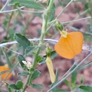 Pigea aurantiaca at Petermann, NT - 15 Apr 2025 06:54 AM