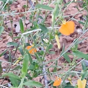 Pigea aurantiaca at Petermann, NT - 15 Apr 2025 06:54 AM