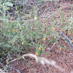 Pigea aurantiaca at Petermann, NT - 15 Apr 2025 06:54 AM