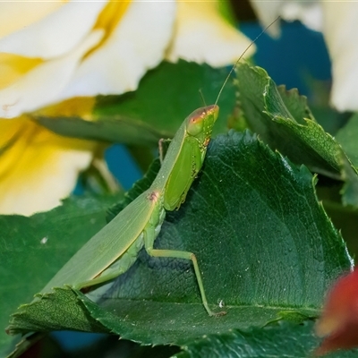 Orthodera ministralis (Green Mantid) at Googong, NSW - 3 Mar 2025 by WHall