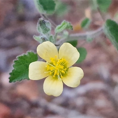 Unverified Other Wildflower or Herb at Petermann, NT - 15 Apr 2025 by trevorpreston