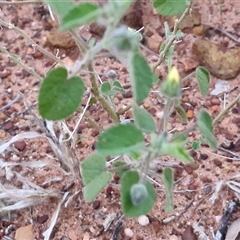 Sida (Genus) at Petermann, NT - 15 Apr 2025 06:52 AM