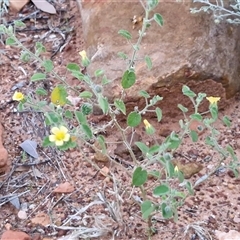 Abutilon fraseri subsp. fraseri at Petermann, NT - 15 Apr 2025 06:52 AM