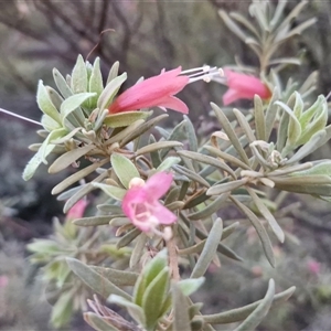 Eremophila latrobei subsp. latrobei at Petermann, NT - 15 Apr 2025 06:52 AM