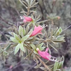 Eremophila latrobei subsp. latrobei at Petermann, NT - 15 Apr 2025 06:52 AM
